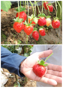 Malaysia Organic Fertilizer, Organic Fertiliser, BioFertilizer – BioJadi